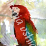 Macaw in Natural Light