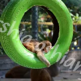 Playful Baby Monkey Resting Inside a Green Tire – High Resolution Wildlife Photo