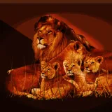 Lion Pride at Golden Hour