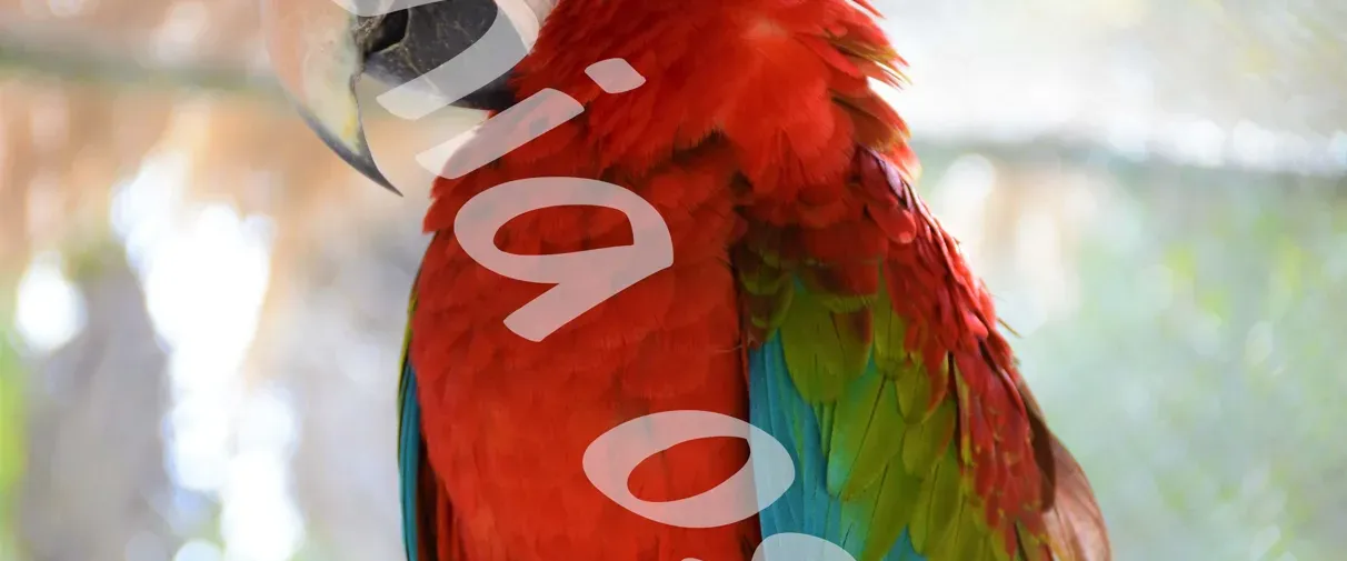 Macaw in Natural Light