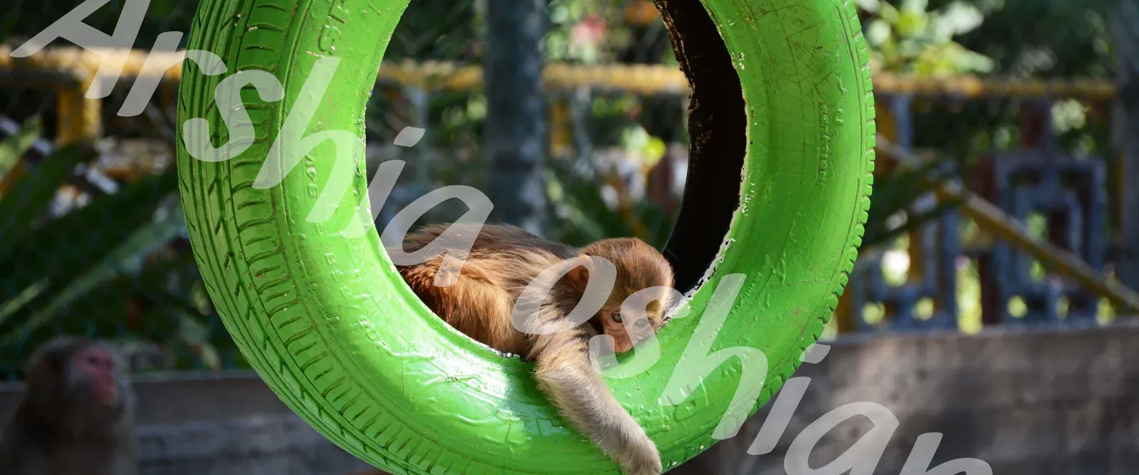 Playful Baby Monkey Resting Inside a Green Tire – High Resolution Wildlife Photo
