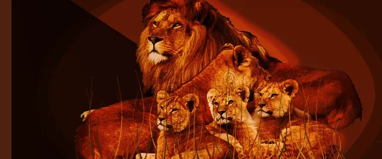 Lion Pride at Golden Hour