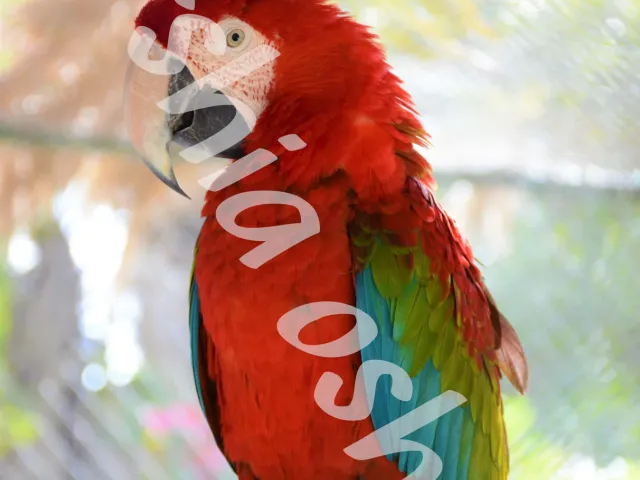 Macaw in Natural Light