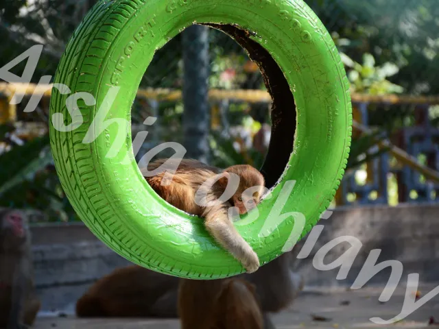 Playful Baby Monkey Resting Inside a Green Tire – High Resolution Wildlife Photo