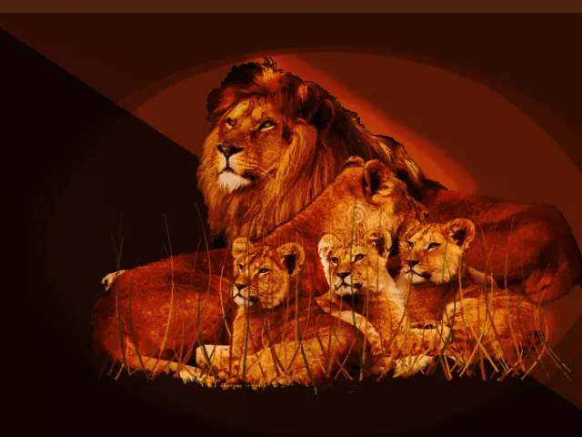 Lion Pride at Golden Hour